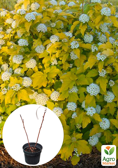 Пузыреплодник калинолистный "Luteus" С2, высота 20-40см