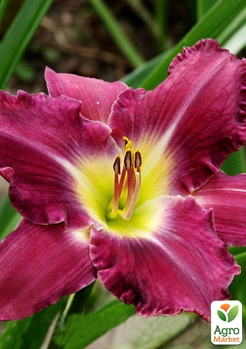 Лилейник "Friars Lantern" 1шт в упаковке - фото 5