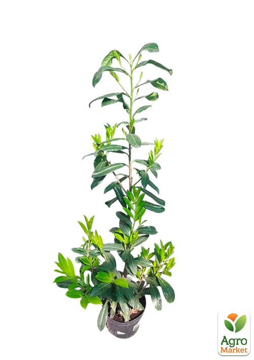 LMTD Лавровишня 6-летняя "Caucasica" 100-120см - фото 7