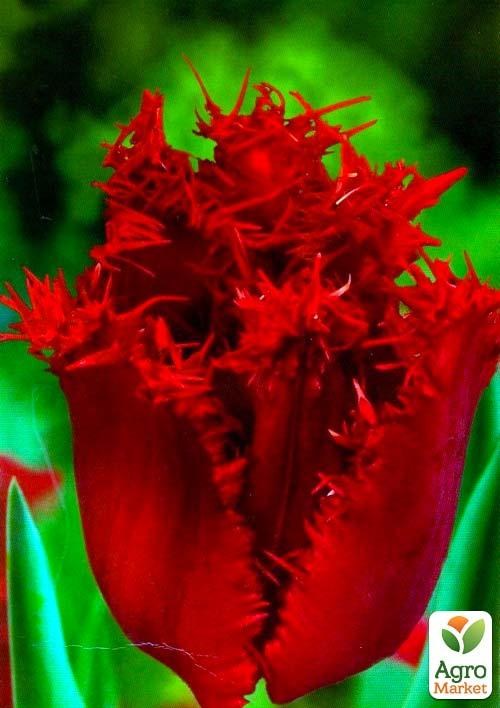 Тюльпан "Crispion Dark" (размер 11/12 , крупный) 3шт в упаковке