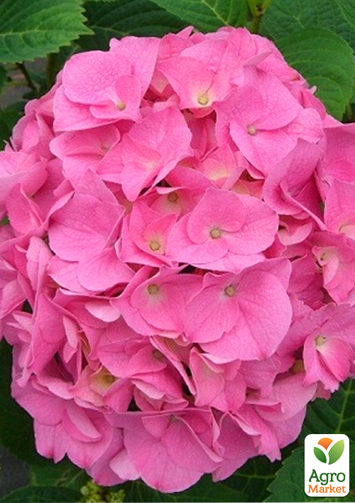 LMTD Гортензія macrophylla "Rosita" 5-річна (висота 45-75см) - фото 2
