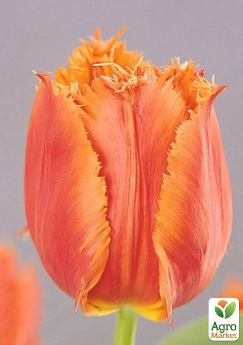 Тюльпан "Noranda" 3шт в упаковці - фото 3