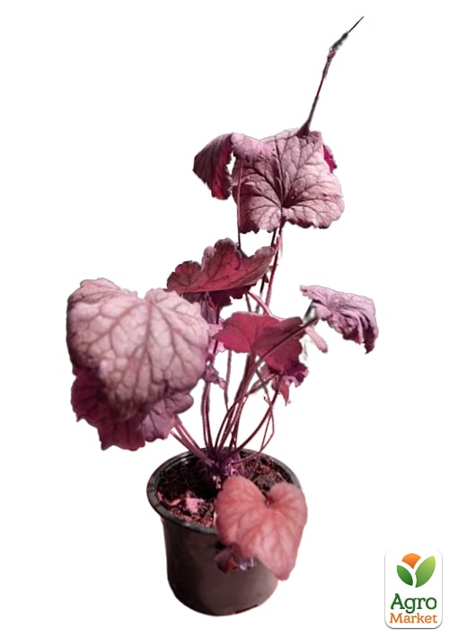 Гейхера (Heuchera) "Berry Smoothie" С1 (висота 15-30см) - фото 5