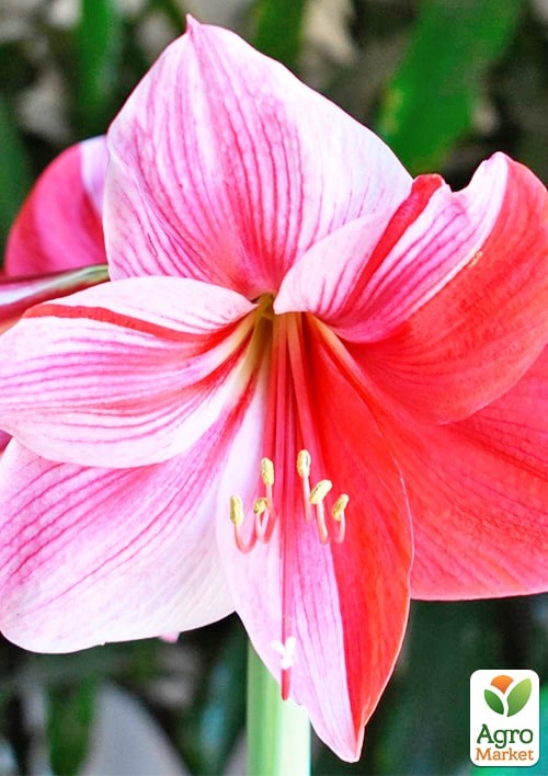 Гиппеаструм простой "Gervase" (Амариллис)  - фото 4