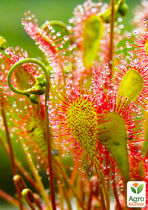 Росянка ( Drosera)