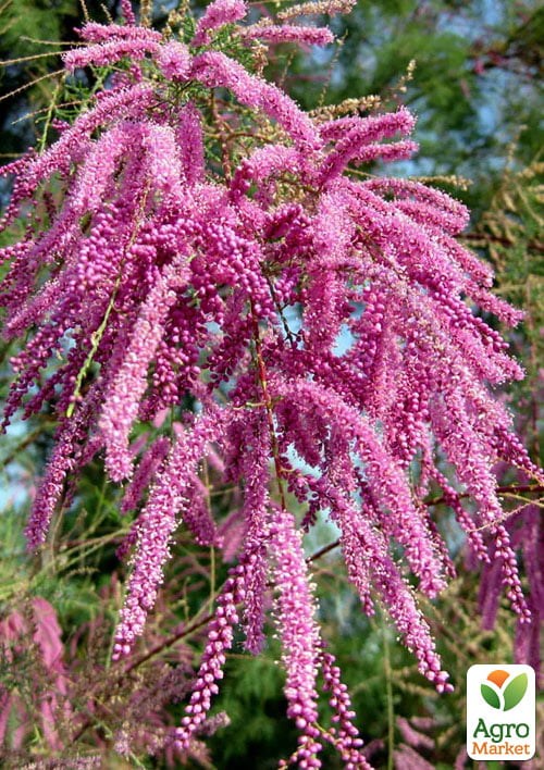 Тамарикс ветвистый "Pink Cascade"  - фото 4