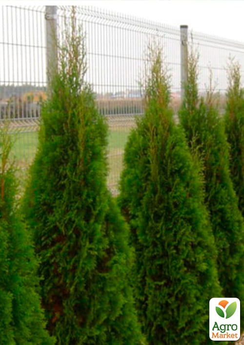 Туя західна "Smaragd Witbont" (контейнер Р9, висота 10-20 см) - фото 2