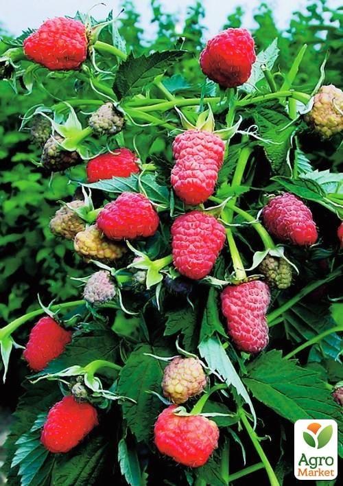 Малиновое дерево "Таруса" 