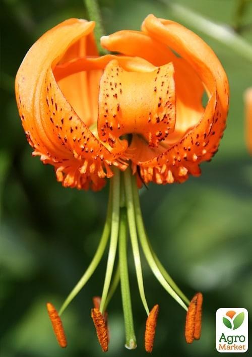 Лилия Лиана вьющаяся "Henryi" 