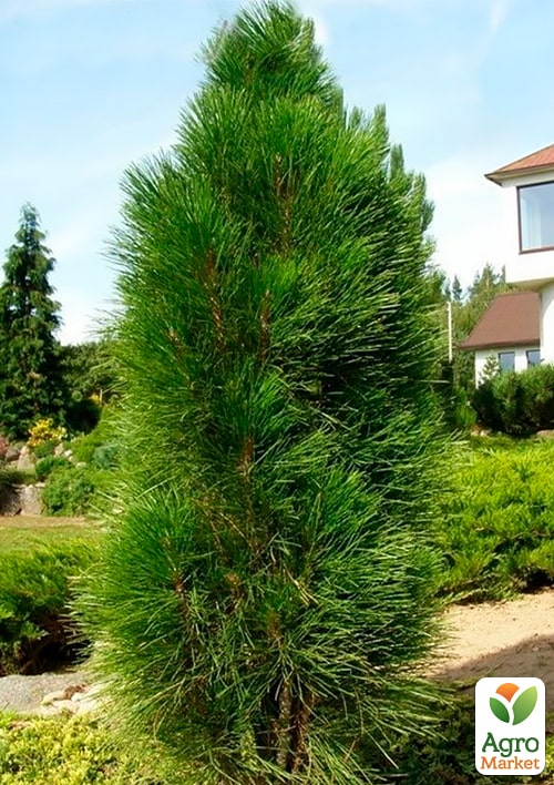 Сосна черная "Green Tower" С15, высота 90-100см