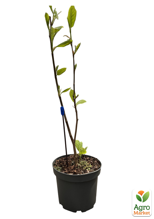 Магнолия 4-х летняя "Yellow Lantern" (высота 60-80см) - фото 2