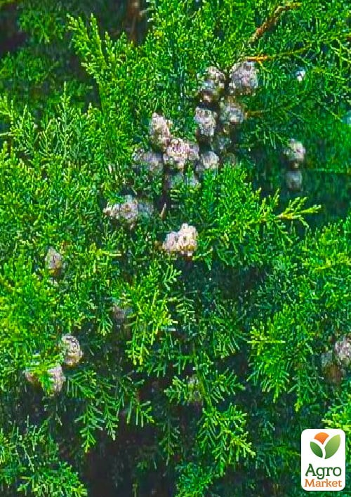 Купрессоципарис Лейланда "Gold Rider" Спираль (высота 160-190см) - фото 4