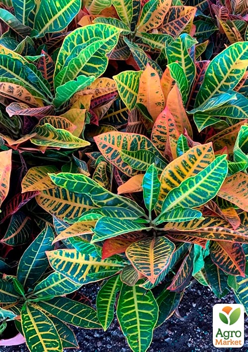 Кодієум "Excellent" - фото 6