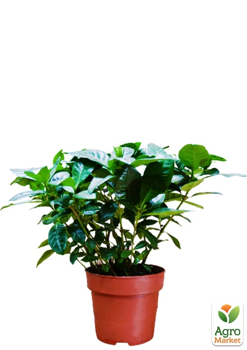 Гардения жасминовидная "Fortune" (Gardenia jasminoides) - фото 6