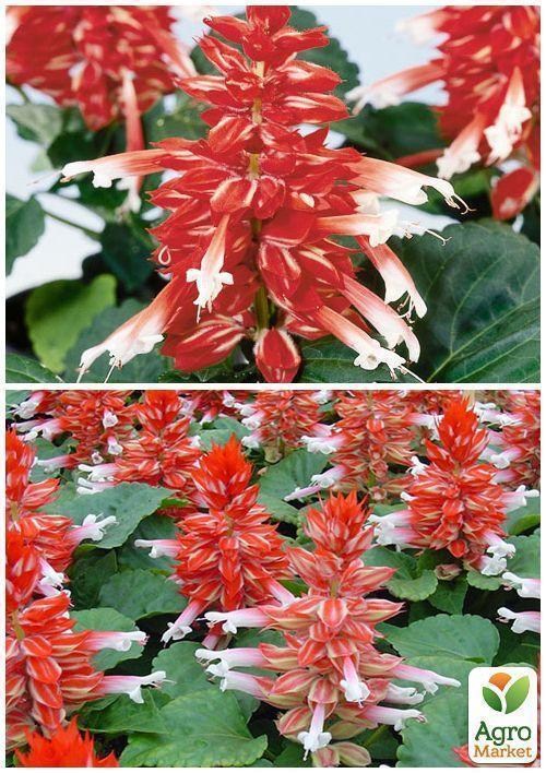 На вагу Сальвія "Биколор" ТМ "Весна" ціна за 2г - фото 4