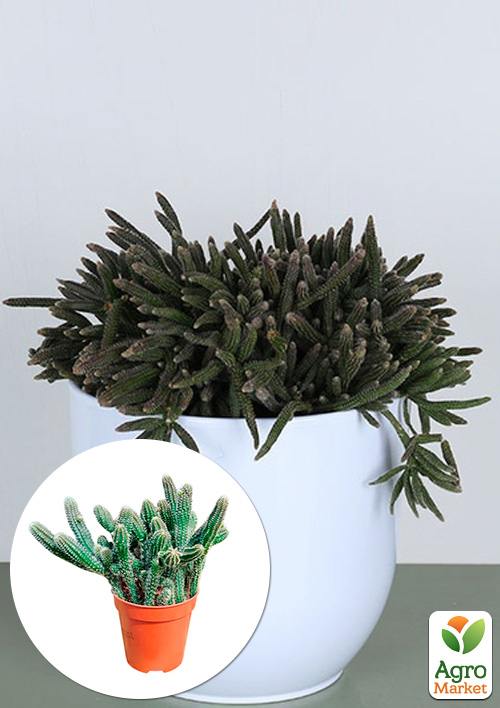 LMTD Рипсалис "Baccifera horrida" (5,5)