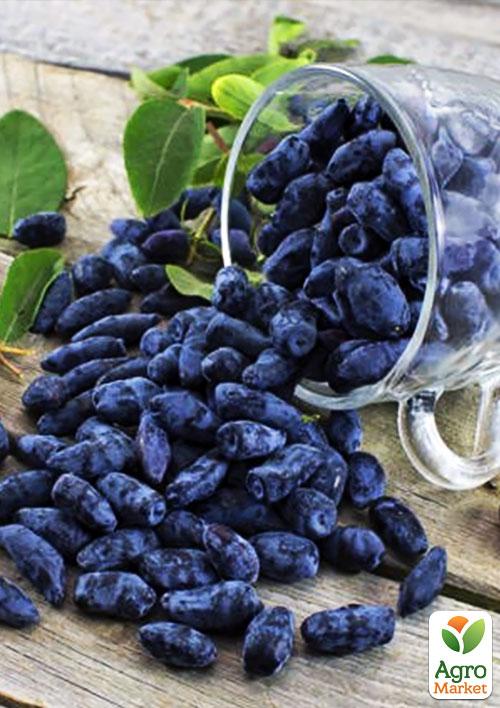 Жимолость "Гордость Бакчара" (средний срок созревания, крупноплодный сорт) - фото 7