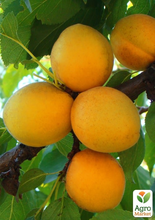 Абрикос "Ананасный" укорененный в контейнере (саженец 2 года) - фото 2