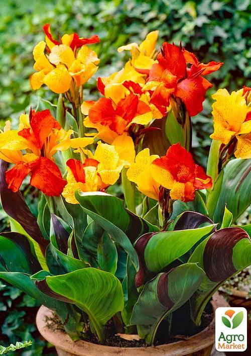 Канна Низкорослая "Cleopatra"  - фото 2