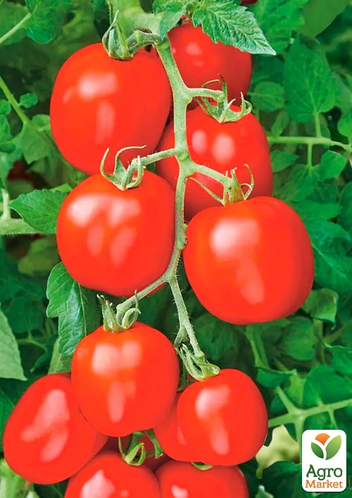 Томат "Новичок" (Зипер) ТМ "Весна" 0,5г - фото 2