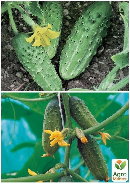 На развес Огурец "Смак F1" ТМ "Весна" цена за 4г - фото 2