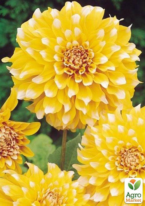 Жоржина "Seattle" - фото 4