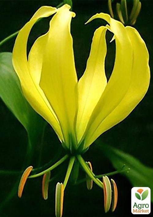 Глориоза "Greenii"