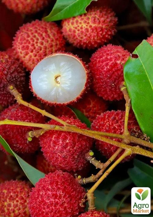 Лічі (драконе око або китайська слива)