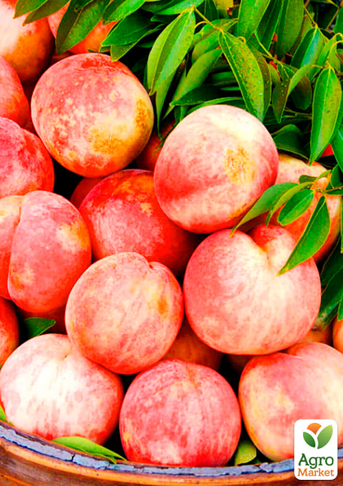 Персик "Фрост" (літній сорт, середній термін дозрівання) - фото 2