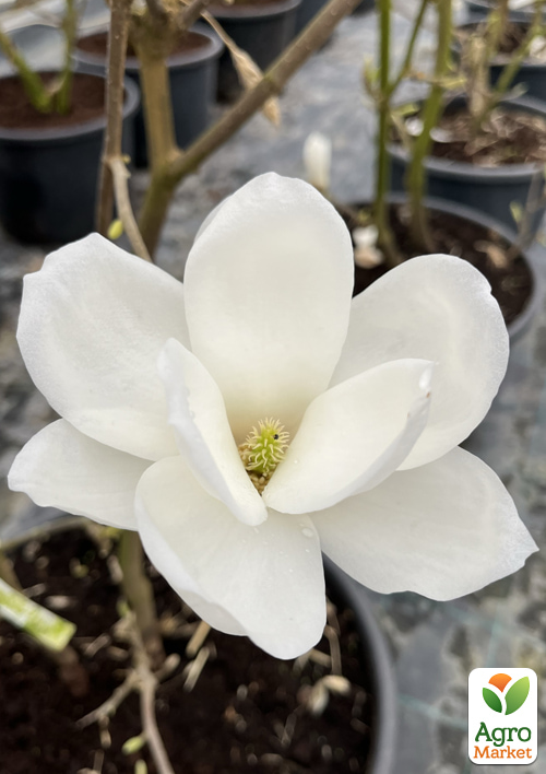 Магнолия 2-х летняя обнажённая "Double Diamond" (высота 25-35см)