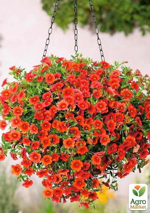 Калибрахоа Calita "Double Orange"  - фото 2