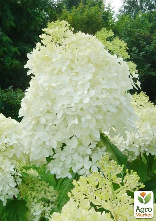 Гортензия метельчатая "Phantom" (контейнер P9)