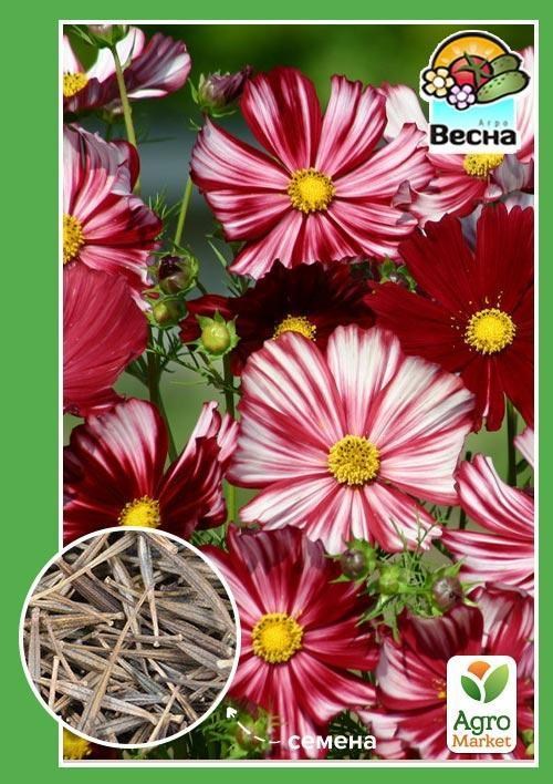 Космея "Піккоті" ТМ "Весна" 0.3г