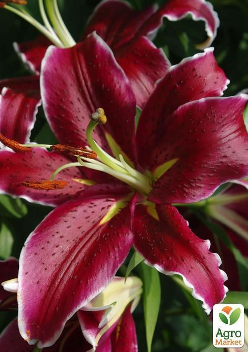 Лилия Тигровая "Deep Impact" 
