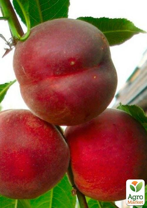 Персик "Рич Мей"