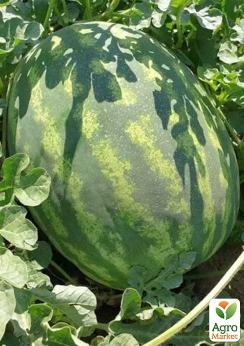 Арбуз "Оранж Лакшери F1" ТМ "Lark Seeds" 500шт