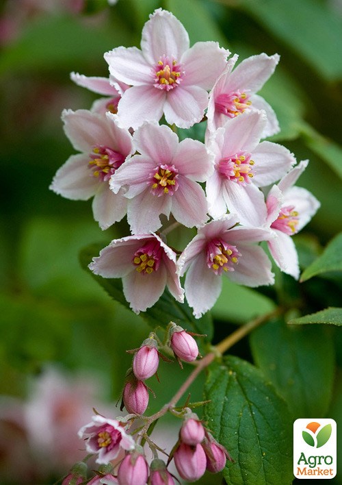 Дейція гібридна "Mont Rose"