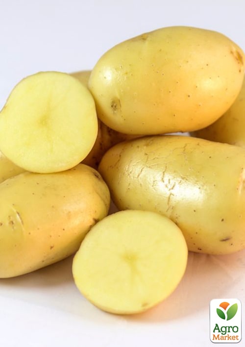 Картофель "Челенджер" семенной среднеспелый (1 репродукция) 1кг - фото 6