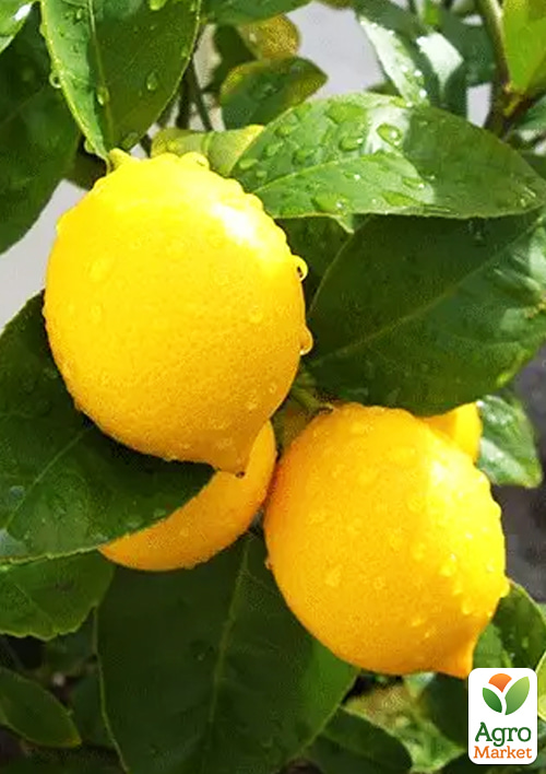 Лимон "Флорентина"  (саженец 3 года) высота 70-90см - фото 6