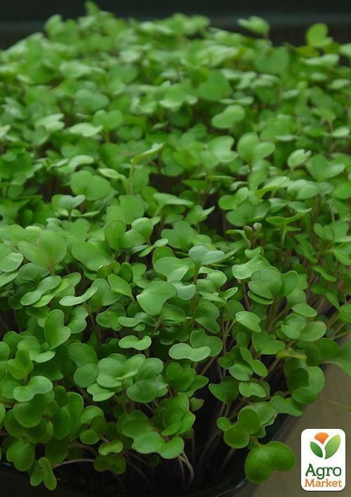 Микрозелень "Базилик Зеленый" (в банке) ТМ "Твоя Зеленая Весна" 7г