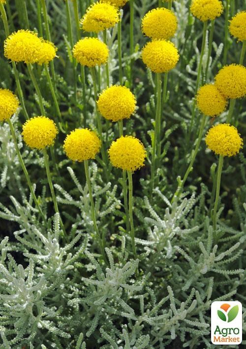 Сантоліна кипарисоподібна Срібляста
