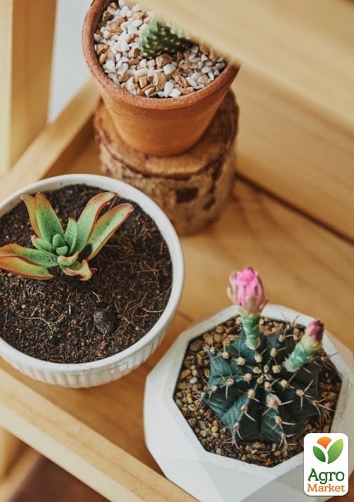 Торфосуміш для кактусів COMPO CACTEA 5л (1221) - фото 3