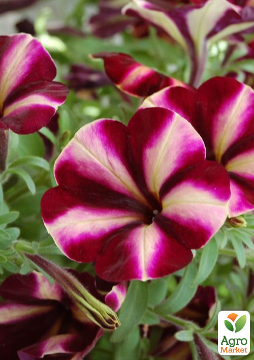 Петуния ампельная Prettytoonia "Cassis Star" 