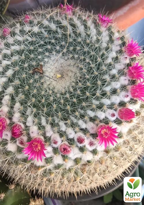 Кактус "Мамміллярія" (Mammillaria hahniana) (Нідерланди)