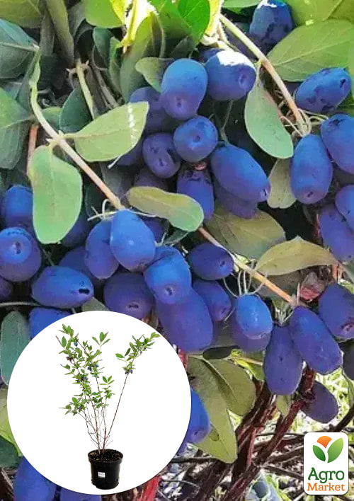 Жимолость 3х-летняя канадская "Indigo Gem" (ранняя, высокоурожайная) С2