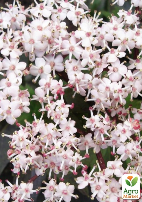 Бузина черная "Black Tower" (Sambucus nigra Black Tower) вазон С2 - фото 5