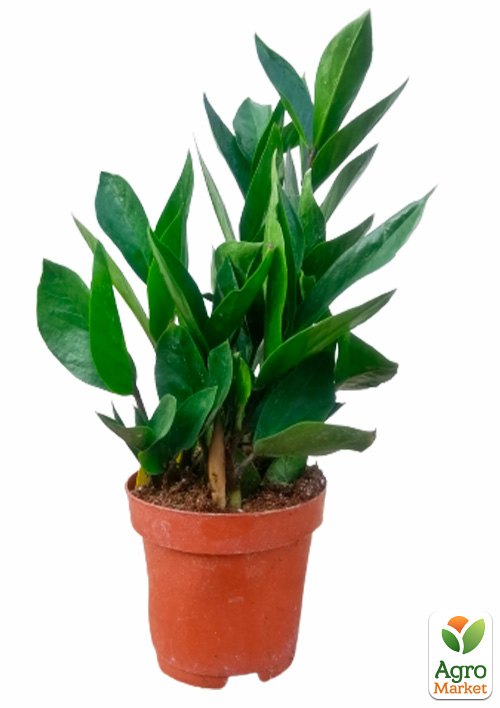 Заміокулькас (доларове дерево) h35-45см - фото 5