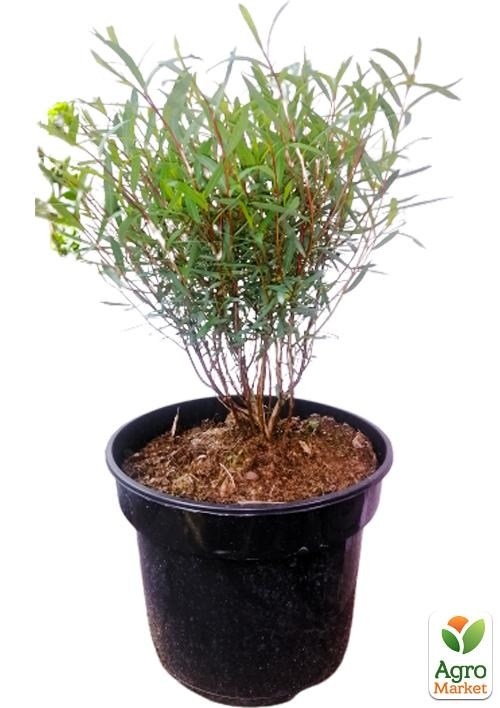 Верба 2-х річна пурпурна "Gracilis" - фото 4