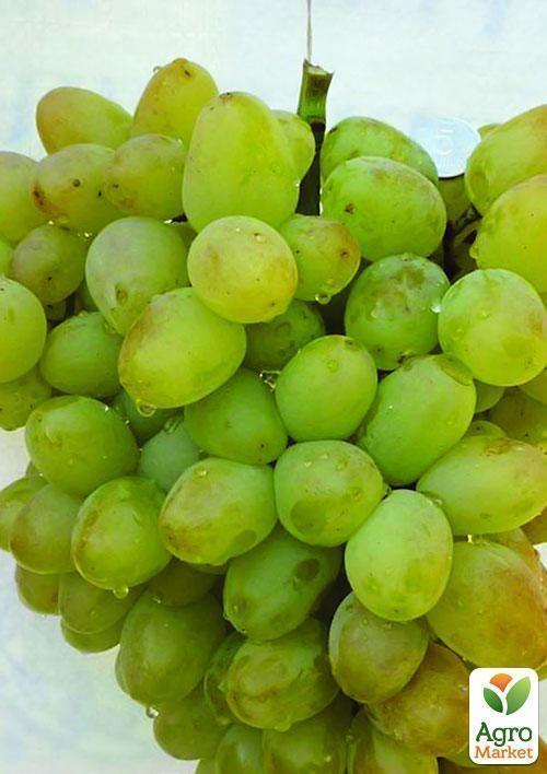 Виноград "Монарх" (ранне - средний, очень крупная ягода) - фото 5