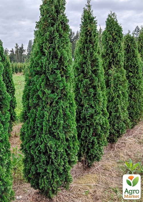 Туя західна "Holmstrup" С3, висота 30-40см - фото 2